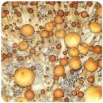 Псилоцибиновые (галлюциногенные)  грибы Psilocybin "Golden Teacher" в Пучеже