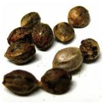 Семена марихуаны АК-47  (Seeds AK-47) в Пучеже